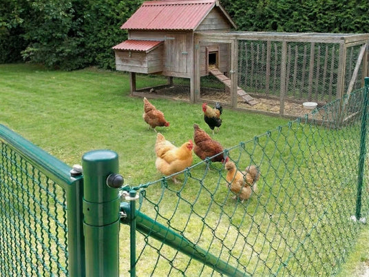 Ein Anwendungsbild von einem Maschendrahtzaun in gruen mit Pfosten. Im Hintergrund ist ein Hühnerstall.